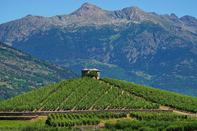 Scenic view of agricultural field against mountains