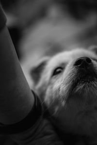 Close-up portrait of dog looking at camera