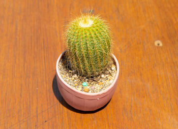 High angle view of potted plants on table