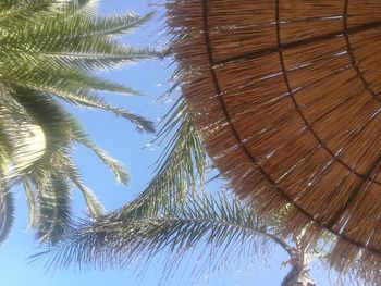 Low angle view of palm trees against sky