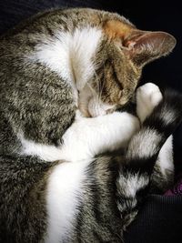 Cat sleeping at home