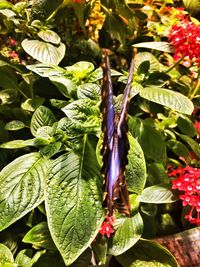 Close-up of plant growing on tree