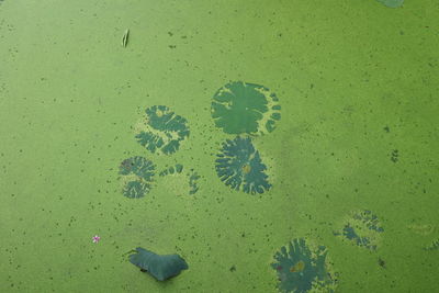 High angle view of fish swimming in sea