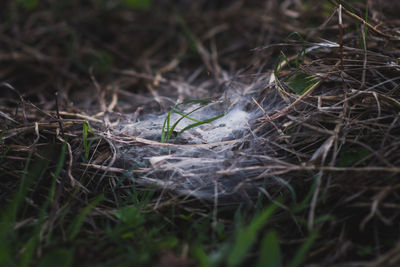 Close-up of grass