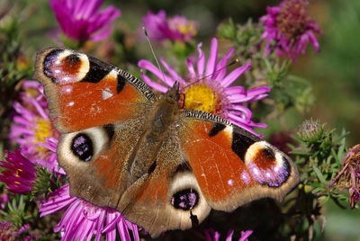 Close-up of butterfly pollinating on flowers