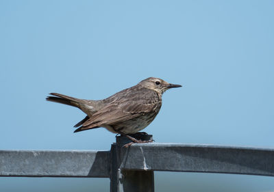 Close-up of bird perching against clear sky