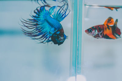 Close-up of fish swimming in sea