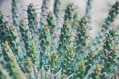 Close-up of cactus plant