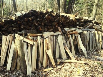 Stack of logs on field in forest