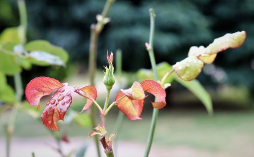 Close-up of red flowering plant