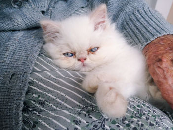 Close-up portrait of kitten on bed