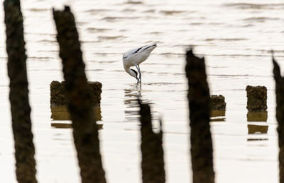 Bird on beach