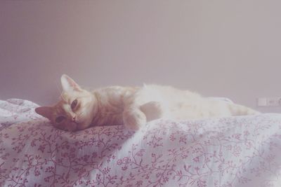 Cat relaxing on tiled floor