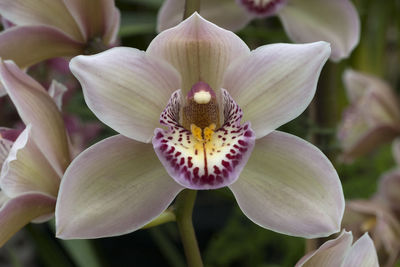 Close-up of white lily