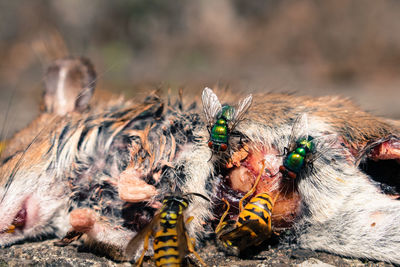 Close-up of dead mouse and insects.