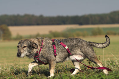 Close-up of a dog on field