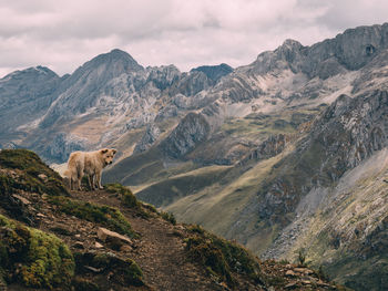 Dog looking away standing against mountains