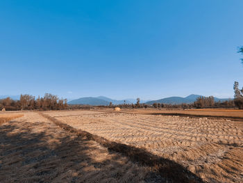 Scenic view of field against clear blue sky