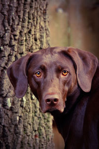 Close-up portrait of a dog