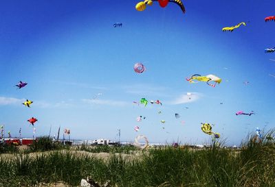 Day of kites
