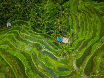 Rice field terrace