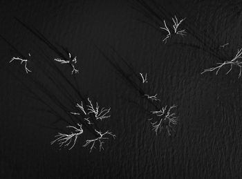 High angle view of flowering plants