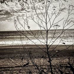 View of bare trees against sky