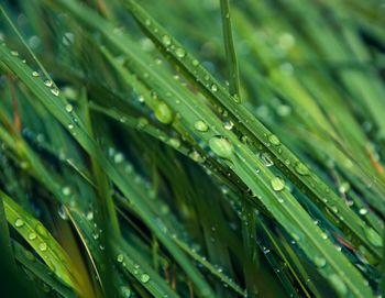 Close-up of water drops on grass