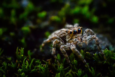 Close-up of spider on plant