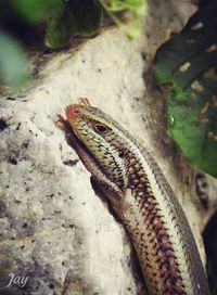 Close-up of lizard on rock