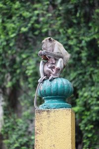 Portrait of a monkey 