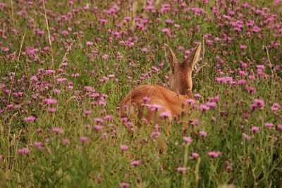 View of an animal on field