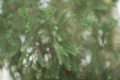 Close-up of pine tree