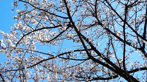 Low angle view of bare tree against blue sky