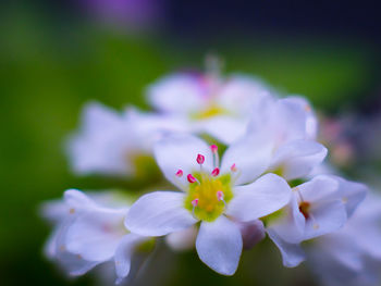 Close-up of pink cherry blossom