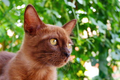 Close-up of cat looking away