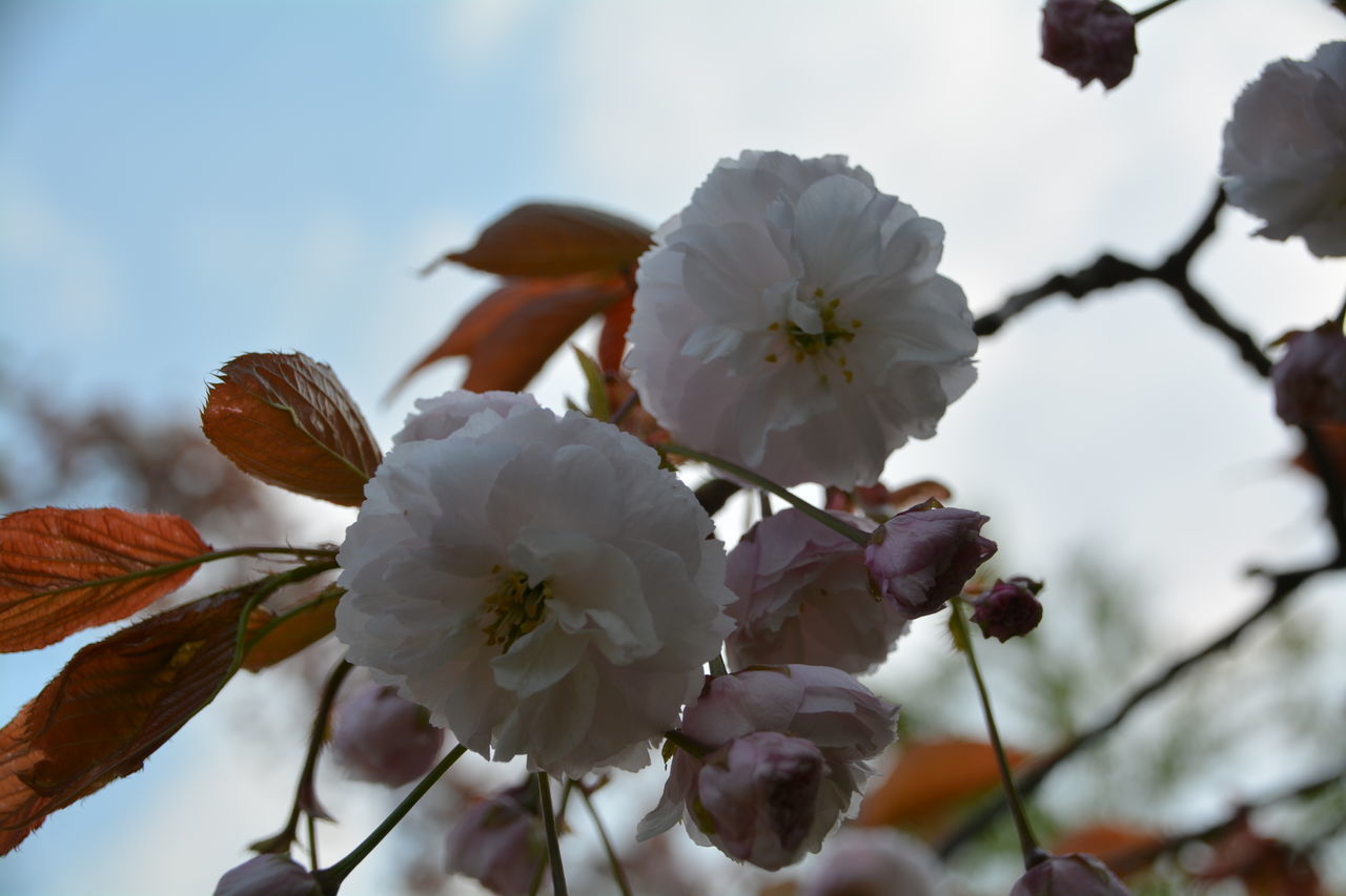 APPLE BLOSSOMS IN SPRING