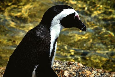 Close-up of humboldt penguin in cape town