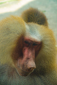 Close-up portrait of a monkey