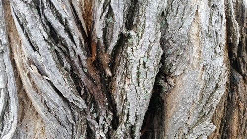 Full frame shot of tree trunk