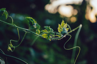 Close-up of green plant