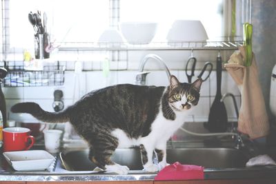Portrait of cat by kitchen sink at home
