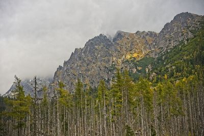 Low angle view of plants growing on land against sky