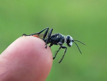 Close-up of insect on finger