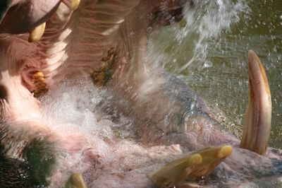 Splashing water