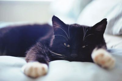 Close-up portrait of cat relaxing on bed at home