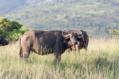 African buffaloes standing on field