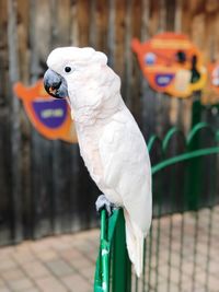 Close-up of parrot perching on wooden post