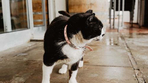 Dog standing on footpath