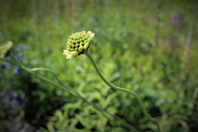 Close-up of yellow flowering plant
